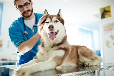 Meningitis in Dogs: Causes, Symptoms, and Treatments - My Animals