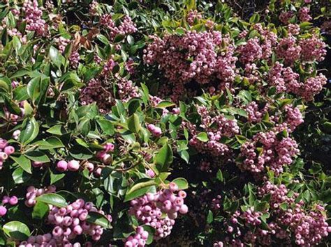 Syzygium Smithii Narrow Leaved Lilly Pilly Monkey Apple Etsy