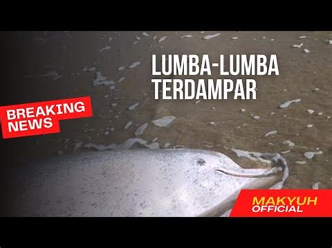 Lumba2 Terdampar Stranded Dolphin Di Pantai Aceh YouTube