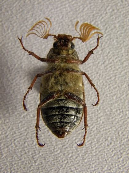 Ten Lined June Beetle Polyphylla Decemlineata Bugguidenet