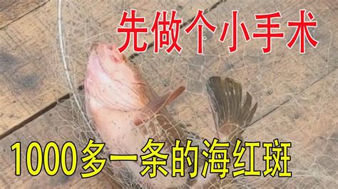 外海捕鱼收货多多近百条石九公竟然还有1000一条的石斑鱼南澳岛记录员彪哥 YouTube