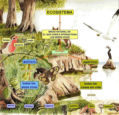 Componentes De Un Ecosistema Ecosistemas