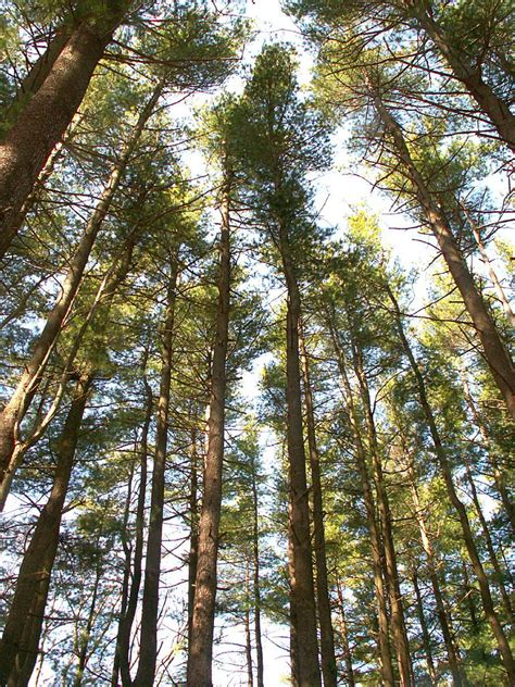 Reaching For The Sky Beautiful Trees In Harriman Park Stanley Zimny