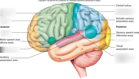 Sensory areas of Cerebral cortex Diagram | Quizlet