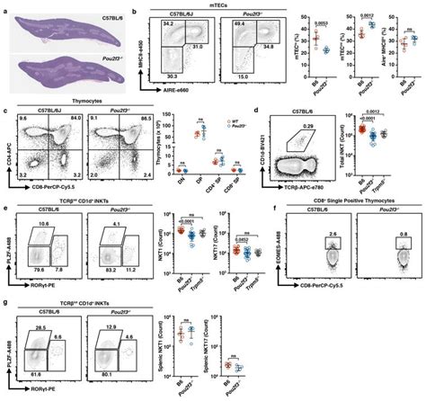 Thymic Tuft Cells Promote An Il 4 Enriched Medulla And Shape Thymocyte