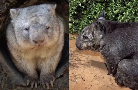 Wombats: Australia's Enigmatic Burrowers (Facts, Diet, Habitat & Pictures)