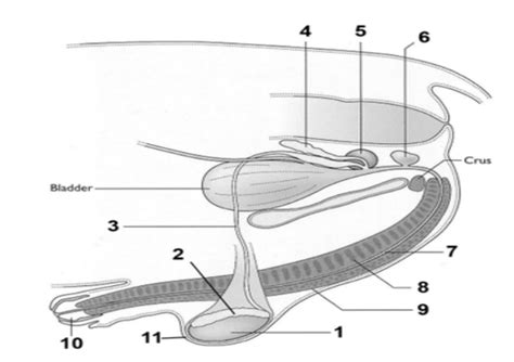 Anatomy Of The Reproductive System Of A Stallion Diagram Quizlet