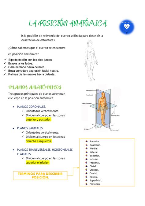 Posici N Anat Mica Gray Anatom A Para Estudiantes Warning Tt