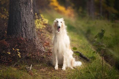 Borzoi Dog Breed: Info, Pictures, Facts, Traits & Care – Dogster