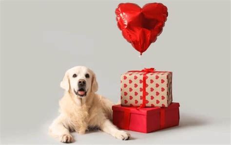 Top Unique Golden Retriever Gifts: Toys, Accessories, and More