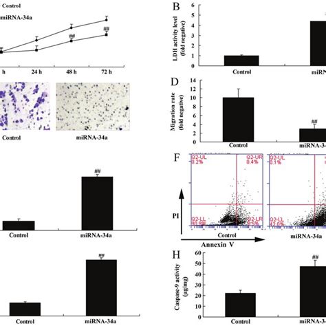 Overexpression Of MiRNA 34a Inhibited Cell Growth And Migration And