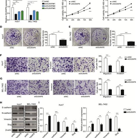 Duxap8 Promoted Multiple Malignant Phenotypes Of Hcc Cells A Huh7 And Download Scientific