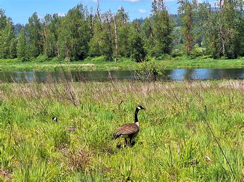 Pacific Northwest Bigfoot Sightings and Encounters