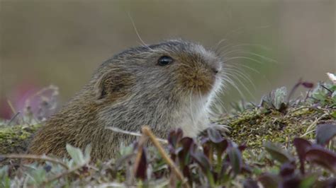 23: Lemmings – Notebook from the North