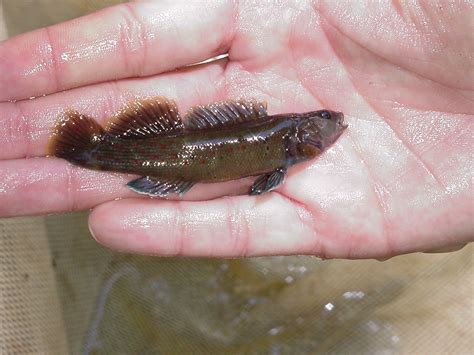 Nothonotus Maculatum Fishes Of The Upper Green River Ky · Inaturalist