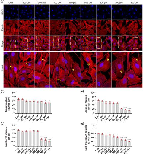 H2O2 Causes Rearrangement Of The Actin Cytoskeleton In VSC4 1 Cells