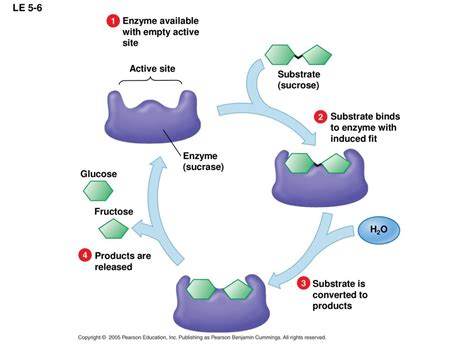 Enzymes and Chemical Reactions - ppt download