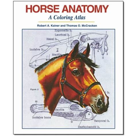 University of Guelph Bookstore - (SW) HORSE ANATOMY : A COLORING ATLAS