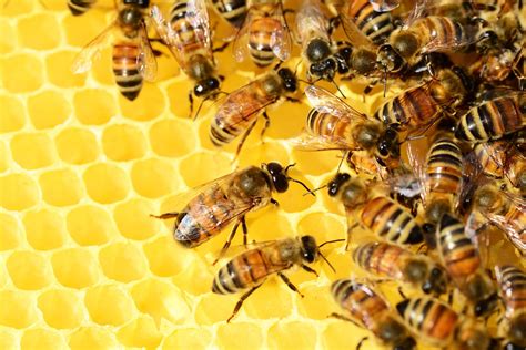 bees  flowers bees images pixabay