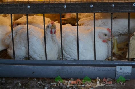 Как сделать клетки для бройлеров своими руками в домашних условиях ...