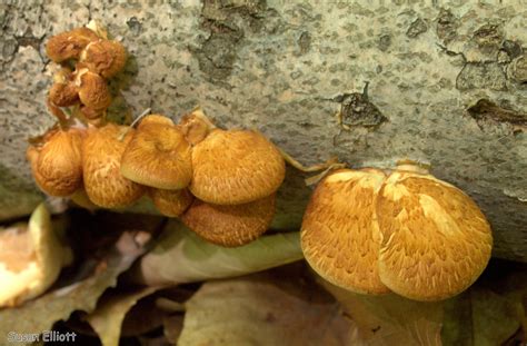 Hexagonal Pored Polypore Lichens And Mushrooms Of Virginia Inaturalist