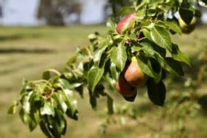 How To Propagate Pear Trees From Cuttings Farmhouse Blooms