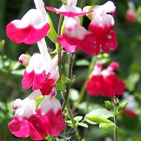 Salvia Microphylla Hot Lips Imberhorne Lane Nursery