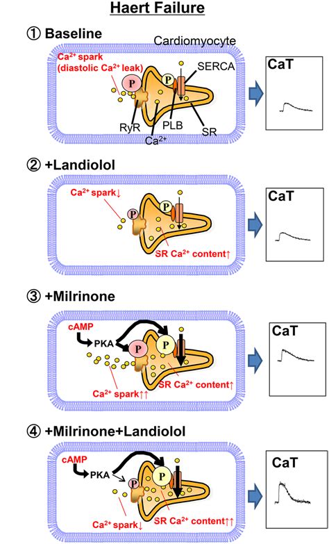 Proposed Mechanism Of Inhibition Of Milrinone Induced Ca2 Sparks Ca2