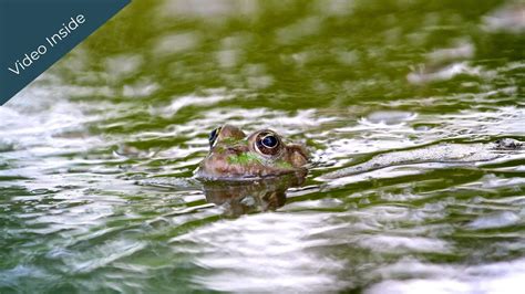 Somatic Movement Flow®: Swimming Frog - Gentle Somatic Yoga