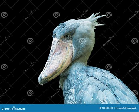 Close Up Shoebill Balaeniceps Rex Also Known As Whalehead Or Shoe