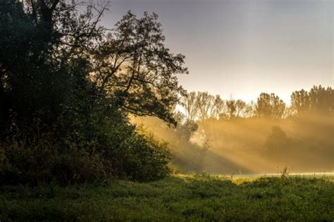 Wallpaper Sunlight Landscape Forest Night Nature Grass Branch