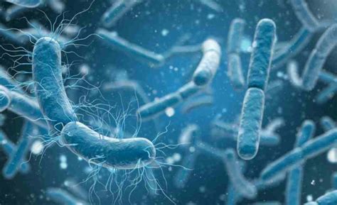 Infeksi Streptococcus Gejala Penyebab Diagnosis And Pengobatan