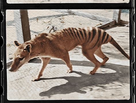 Thylacine Photos 2024 Hd - Goldy Lucretia