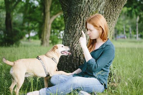 Cómo educar un perro Decogarden