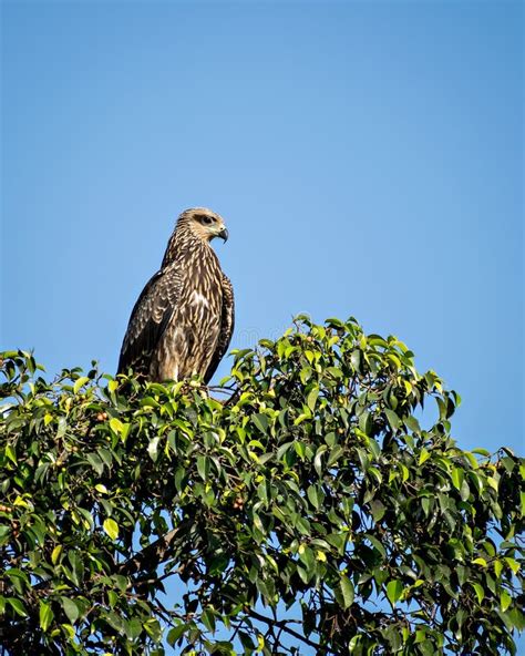 Close Up Image Of Black Kite Bird Sitting On Top Of Tree Stock Image