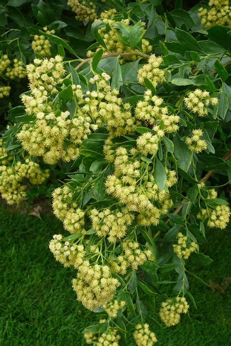 baccharis halimifolia trees  shrubs