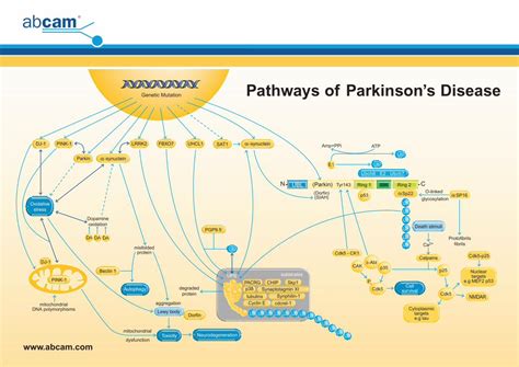 Pdf Pathways Of Parkinsons Disease Pdfneuroscienceparkinsons