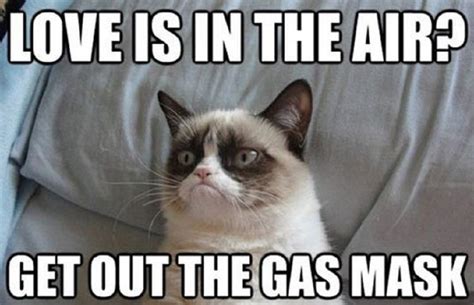 18 Best Grumpy Cat Memes Ever