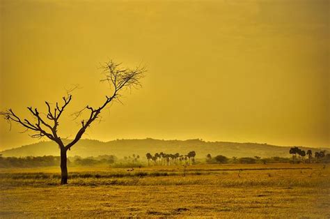 Soja falta de chuva no Matopiba impede plantio Veja regiões mais