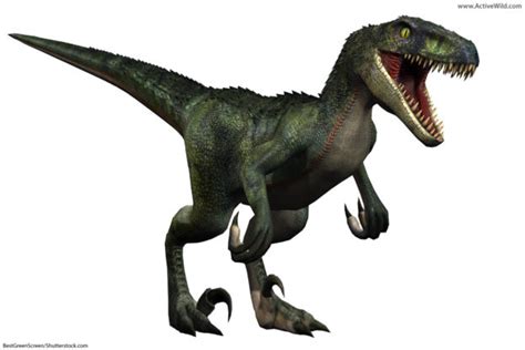 Velociraptor Facts for Kids, Students & Adults With Pictures & Information