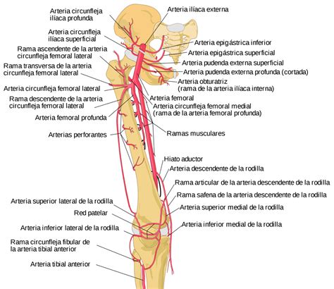 Arteria Iliaca Externa Curso Anatom A Paradigmia