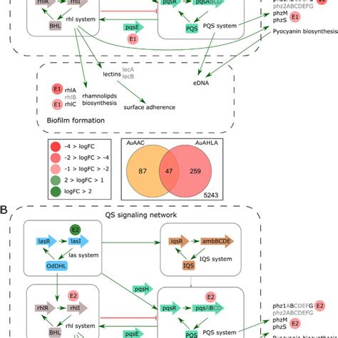 Quorum Sensing Signaling Network Of Pseudomonas Aeruginosa Relevant