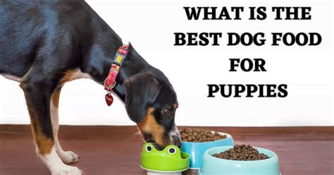 What Is The Best Dog Food For Puppies? » Amazing Dog Breeds