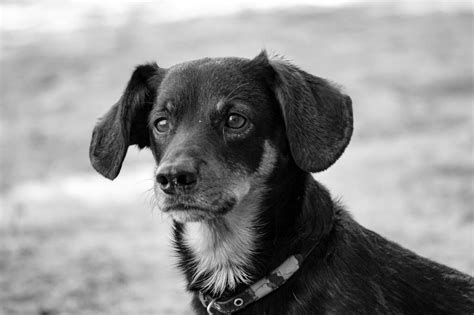 Tipos De Coleira Para Cachorro Saiba Como Escolher A Ideal A Casa Do