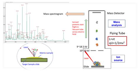 Microbial Identification By Maldi Tof Ms An Advanced Rapid And High