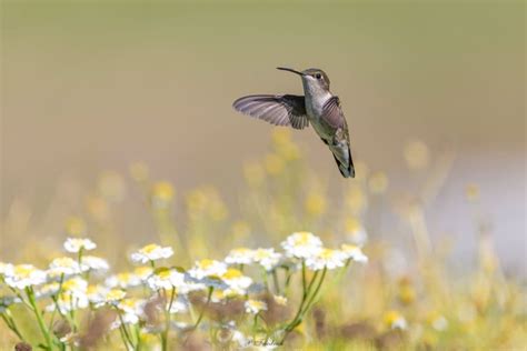 Migrating Hummingbirds - 5 Fascinating Things You Need to Know ...