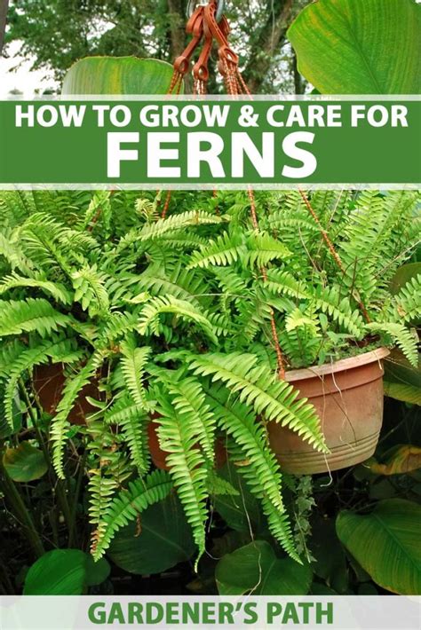 How To Grow And Care For Ferns Gardeners Path