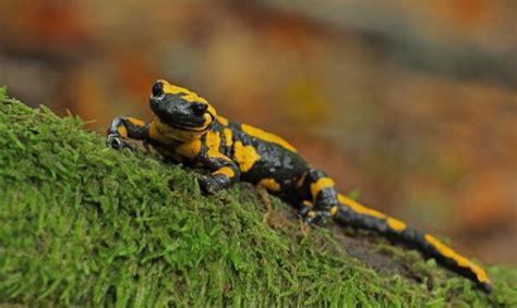 Salamander Life Cycle - Interesting Animals