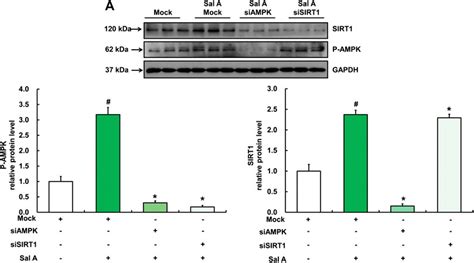 Frontiers Activation Of The Ampk Sirt Pathway Contributes To