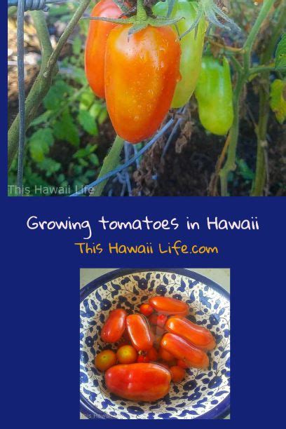 Growing Tomatoes In Hawaii This Hawaii Life